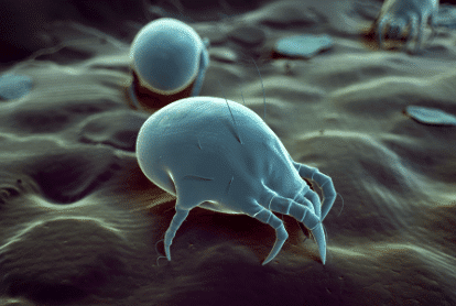 Cleaning Furniture Living Room Dust Mites
